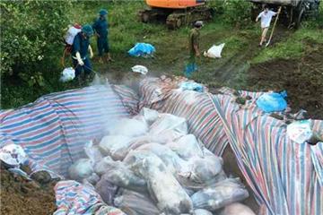 Người chăn nuôi được hỗ trợ khi lợn bị bệnh phải tiêu hủy