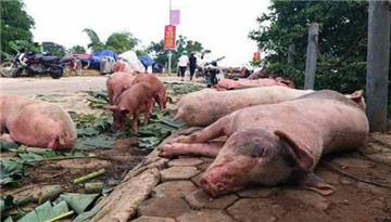 Hỗ trợ đến 30.000 đồng/kg lợn hơi đối với lợn phải tiêu hủy do bệnh dịch tả lợn Châu Phi