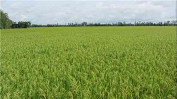Thủ tục nộp tiền bảo vệ đất trồng lúa khi chuyển sang mục đích phi nông nghiệp