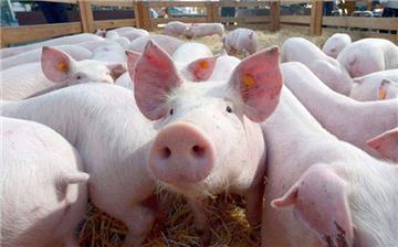 Việt Nam lần đầu nhập lợn sống để giảm giá thịt lợn trong nước