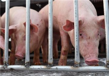 Chính thức cho phép nhập khẩu lợn sống từ Thái Lan vào Việt Nam