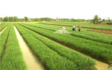 Đang hưởng trợ cấp xã hội có được mua đất trồng lúa không?