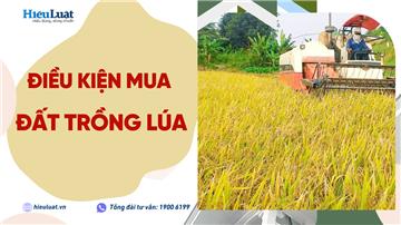 Điều kiện chuyển nhượng đất trồng lúa là gì?