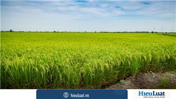 Chuyển đổi đất trồng lúa sang đất khác: Điều kiện, thủ tục, chi phí thế nào?