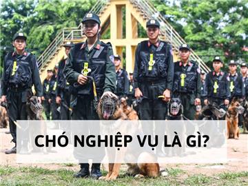 Chó nghiệp vụ là gì? Quân hàm của chó nghiệp vụ Việt Nam