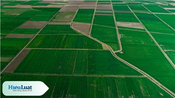 Từ 2025, thêm trường hợp được nhận chuyển nhượng quyền sử dụng đất trồng lúa