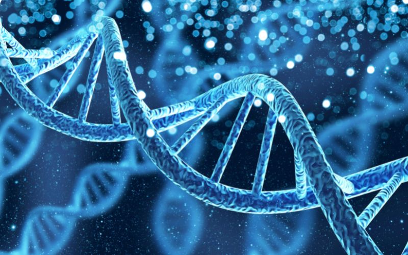 PCR khuếch đại chính xác một lượng DNA