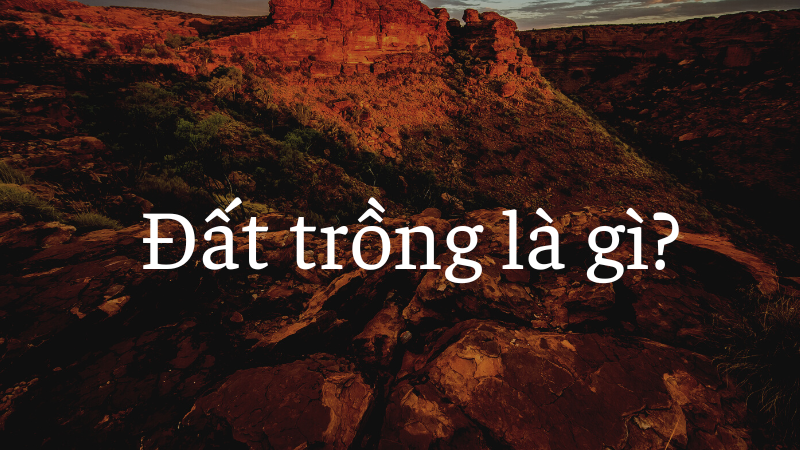 đất trồng là gì dat trong la gi