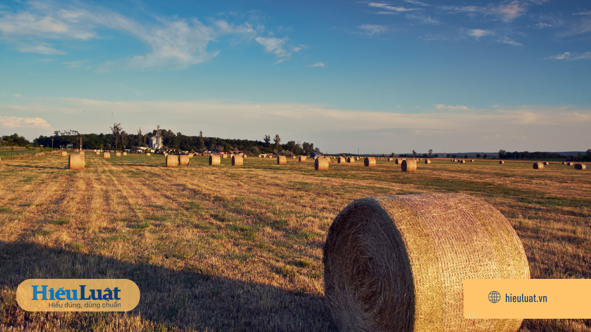 thu hồi đất giao khoán Đất giao khoán thường được sử dụng với mục đích nông lâm nghiệp