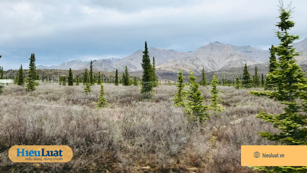 Đất lấn chiếm cũng có thể được cấp sổ đỏ