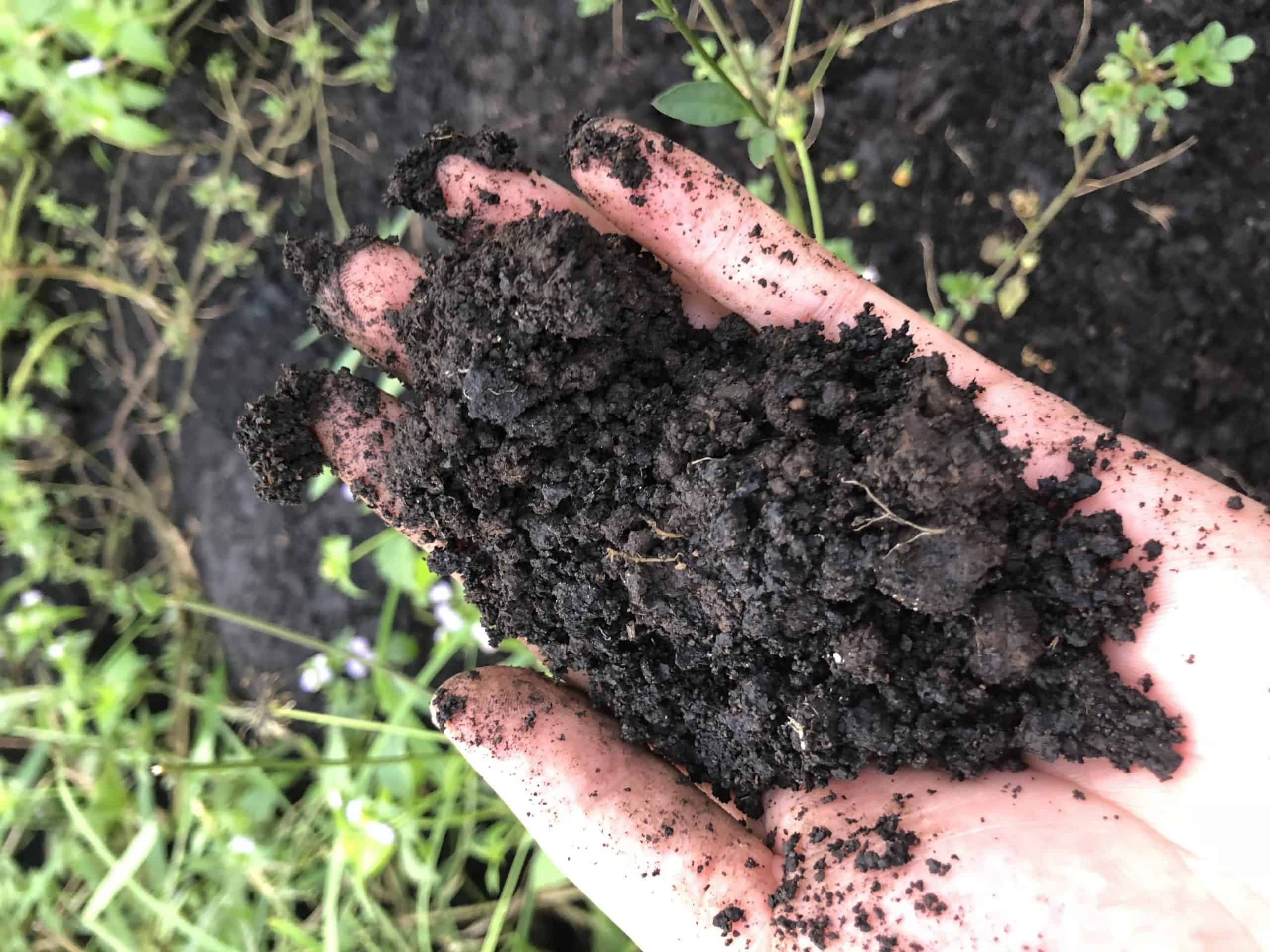 Đất thịt là loại đất tốt nhất cho cây trồng