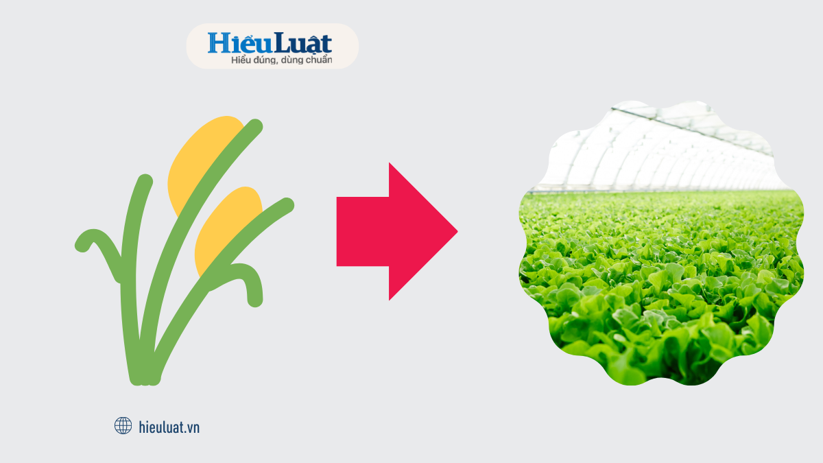 chuyển mục đích sử dụng đất lúa Điều kiện chuyển đất lúa thành đất trồng cây hàng năm khác