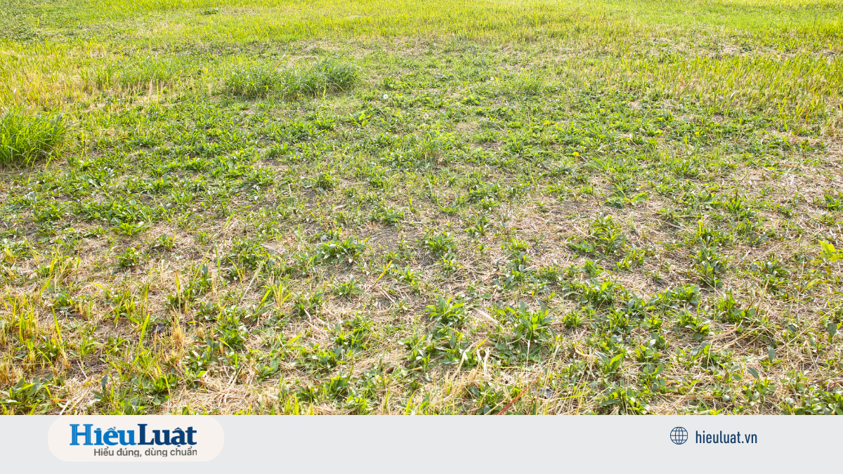 Không cấp sổ đỏ khi đang có tranh chấp đất đai hợp tác xã