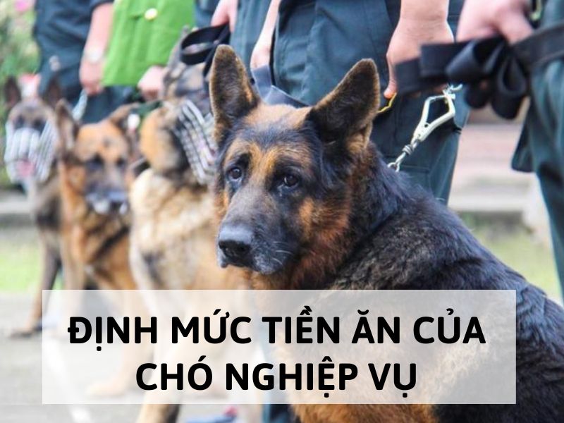 Định mức tiền ăn của chó nghiệp vụ Bộ Quốc phòng